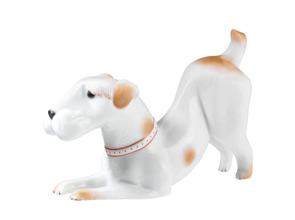 The harsh crisp jacket of a wire-coated terrier